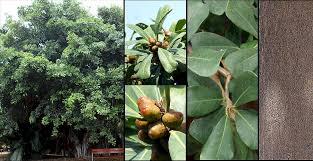 Image result for Ficus craterostoma