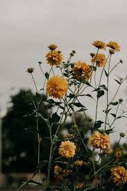Blue wallpapers tumblr wallpaper blue backgrounds wallpaper backgrounds iphone wallpaper blue hair aesthetic light blue. Selective Focus Of Yellow Sunflower Hd Wallpaper Peakpx