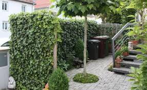 Sichtschutz Auf Die Schnelle Efeu Pflanzen Vorgarten Zaun Garten