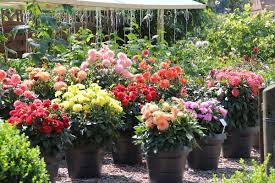 Prachtige Kubelpflanzen Fur Den Sommer Sperli Kubelpflanzen Pflanzen Kubel