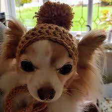 Dog Bobble Hat With Ear Holes Puppy Hat Dog Beanie Etsy Puppy Hats Dog Beanie Dog Hat