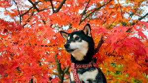 Spectacular Strolls Among Japan's Autumn Foliage | Nippon.com