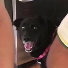 the dogs reaction is classic funny animal photos funny poses dog memes