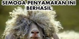 24 Meme Idul Adha Hewan Qurban Lucu Bikin Ngakak Mamikos Info
