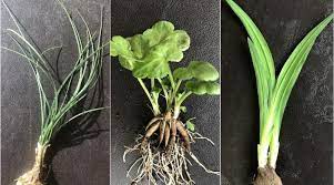 They also love the partial shade and moist soils; Flower Bulb Plants Identification Gardening For Beginners