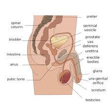 Male Reproductive System Side Stock Illustration Illustration Of Column Player 18982682