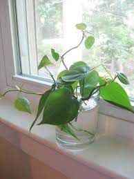 Houseplants placed in direct sunlight may burn; Heart Leaf Philodendron Philodendron Hederaceum Angus Celeste