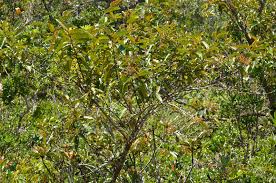 Image result for Harungana madagascariensis