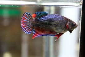 Red Blue Dragon King Halfmoon Plakat Betta Female Betta Fish Pet Dragon King
