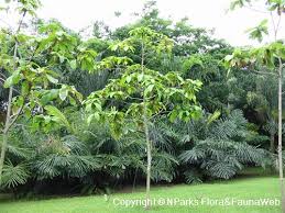 Image result for Stipularia