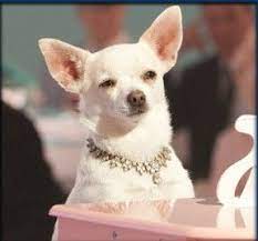 Chloe Beverly Hills Chihuahua Collar Google Search Beverly Hills Chihuahua Chihuahua Chiweenie