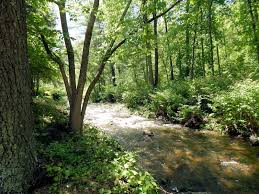 Scenic mountain views with 3/4 a mile of riverfront on a 100 acre wildlife retreat. For Sale Brookside Cabins Restaurant Luray Va Cabins Restaurant For Sale