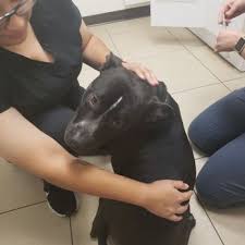 Helmed by a pair of iowa state university graduates, family pet veterinary center keeps furry friends in good health at three locations across the des moines area. Jh Animal Hospital 28 Photos 49 Reviews Veterinarians 10945 Alondra Blvd Norwalk Ca Phone Number