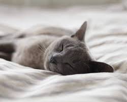It's the same scenario for your dog or cat. Dog Cat Teeth Cleaning Veterinary Dentistry Weddington Nc