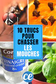. appelés aussi mouches du vinaigre, prolifèrent grâce à des conditions météo favorables et attaquent les raisins en perçant . je crois que de façon générale, dans nos échanges avec les gens, on va toujours beaucoup plus loin avec du miel qu'avec du vinaigre. Epingle Sur Anti Mouches