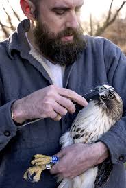 Cracking the Red-tail Code: Exploring the Diversity of America's Most  Widespread Hawk