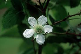Image result for Rubus rosifolius