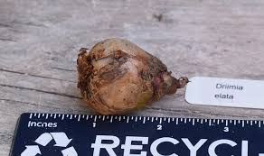 Image result for Drimia elata