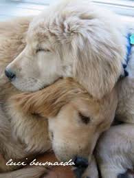 Golden retriever puppy for sale near idaho, twin falls, usa. Toshi Ogata Ogaties Profile Pinterest