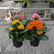 Image result for Kalanchoe
