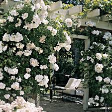 Do climbing roses bloom all year. Sally Holmes Climbing Rose Jackson Perkins