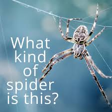 Both the top and bottom sides of their bodies are black, and appear furry. Spider Types And Identification Guide Owlcation