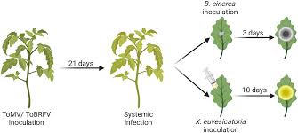 Image result for Botrytis cinerea