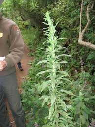 Image result for Erigeron sumatrensis