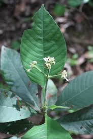 Image result for Psychotria vogeliana