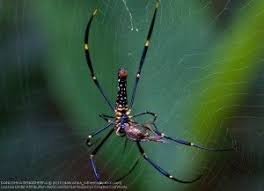 Sri Lanka Spiders List Ile Ilgili Gorsel Sonucu