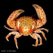 Image result for Cadaba glaberrima