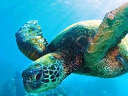 Turtle Of Protection Turtle Spirit Animal Save The Sea Turtles Marine Turtle