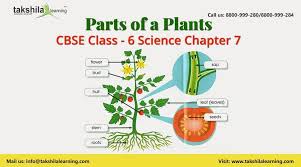 Ncert Cbse For Class 6 Science Parts Of A Plant Chapter 7 Parts Of A Plant Plant Science Parts Of A Flower