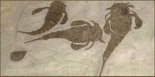 During the 27 million years giant sea scorpions lived, they took their place at the top of the food chain, thriving without any natural predators. Fossilguy Com Eurypterid Fossils Sea Scorpions Facts Information And Fossil Examples Of The New York State Fossil