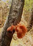 Image result for Brachystegia boehmii