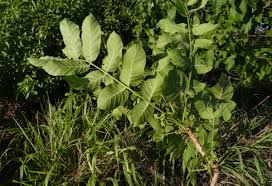 Image result for Trichilia capitata