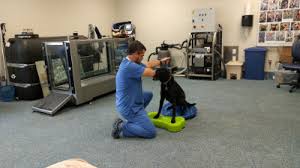 Our asbury health and rehabilitation center has staff here to help facilitate short term rehabilitation through physical. Charlotte Nc Veterinary Canine Physical Rehabilitation Long Animal Hospital And Emergency Center Charlotte Nc