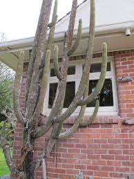 Added to your profile favorites. Casper S Cactus Tikorangi The Jury Garden