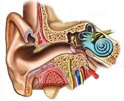 Should your cat have an ear infection that calls for medication to be applied to the ears, you should clean the ears first before applying the medication. How To Clean Your Ears