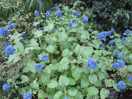 Image result for Pycnostachys