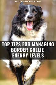 Top Tips For Managing Border Collie Energy Levels In 2020 Border Collie Puppy Training Border Collie Border Collie Puppies
