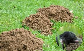 Epingle Sur Jardin