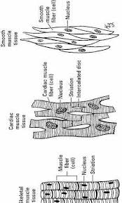 Right beneath epicardium is another relatively thicker layer called myocardium. Labelled Diagram Of Smooth Muscle Cell