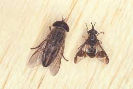 Yellow Flies Deer Flies And Horse Flies Oh My Panhandle Outdoors