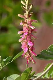 Image result for Indigofera schimperi