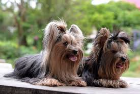 Yep Yorkies Are A Man S Dog Too Real Men Who Love Yorkies Bruce Willis Football Star Brett Favre Justin Timberlake Yorkie Dogs Yorkshire Terrier Dog