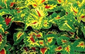 Image result for Coleus alpinus