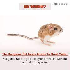 The Kangaroo Rat Never Needs To Drink Water Interestingasfuck
