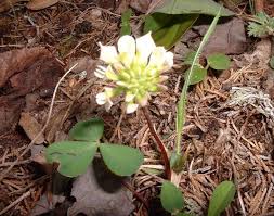 Image result for Crotalaria prolongata