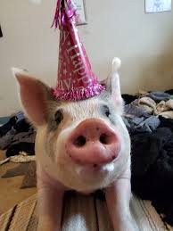 Floppy's 7th Birthday Celebration